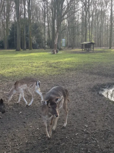 Damwildgehege im Volkspark Duisburg-Rheinhausen | Foto: Astrid Günther