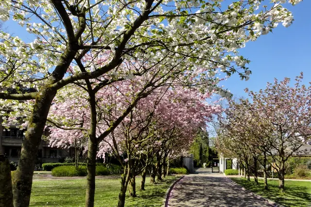 Die Allee japanischer Kirschbäume führt zum Eingang. | Foto: copyright Margot Klütsch