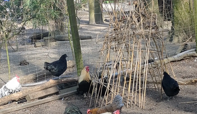 Hühner im Volkspark Rheinhausen | Foto: Astrid Günther