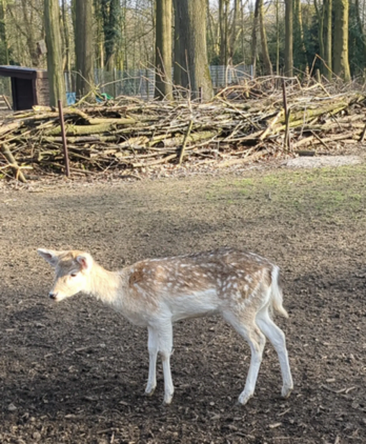 Damwildgehege im Volkspark Duisburg-Rheinhausen | Foto: Astrid Günther