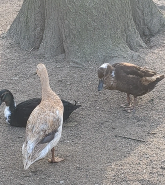 Enten im Volkspark Rheinhausen | Foto: Astrid Günther
