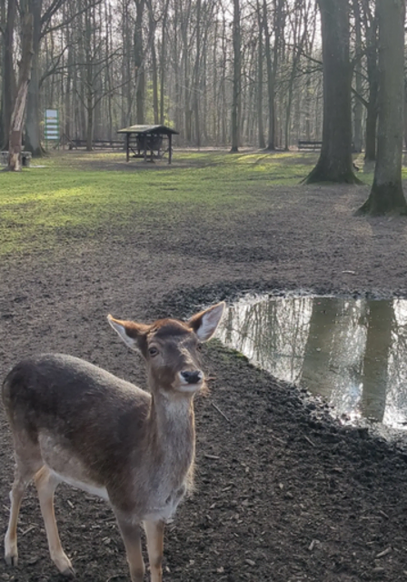 Damwildgehege im Volkspark Duisburg-Rheinhausen | Foto: Astrid Günther
