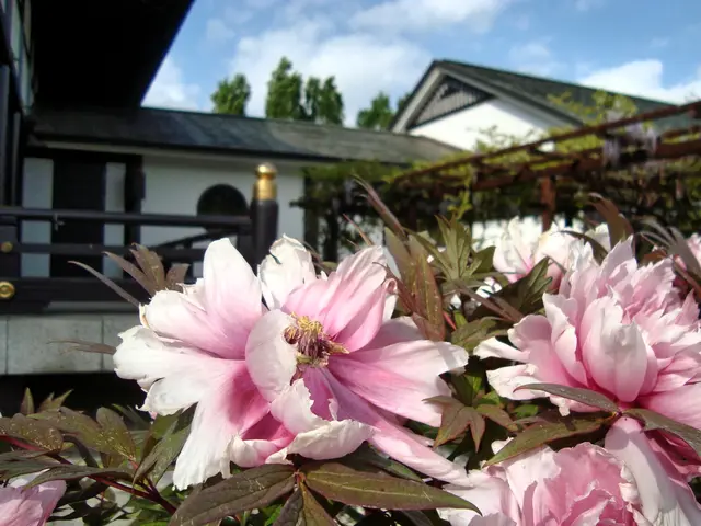 Blüten vor den Gebäuden | Foto: copyright Margot Klütsch