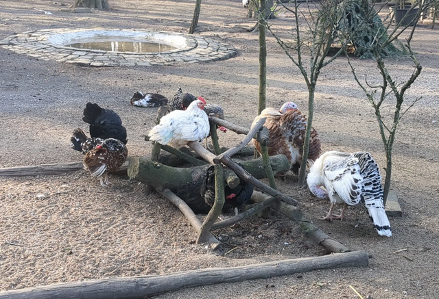 Hühner im Volkspark Rheinhausen | Foto: Astrid Günther