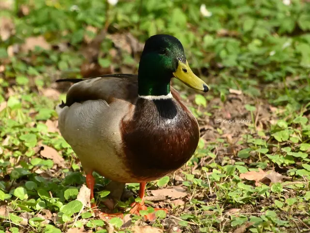 Parks und Gärten in Niedersachsen (Foto: Katja Woidtke)

Stadtpark Langenhagen wird aufgehübscht - Stockentenerpel | Foto: Katja 
