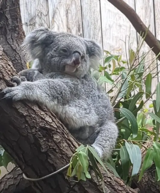 Koalas im Duisburger Zoo | Foto: Astrid Günther
