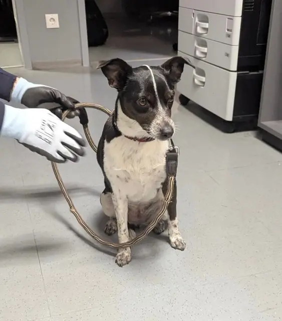 Bild, Text Bundespolizei / Bundespolizei nimmt aggressiven Mann fest und rettet Hund