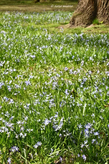 Parks und Gärten in Niedersachsen (Foto: Katja Woidtke)

Stadtpark Langenhagen wird aufgehübscht - Scilla-Wiese | Foto: Katja Woidtke
