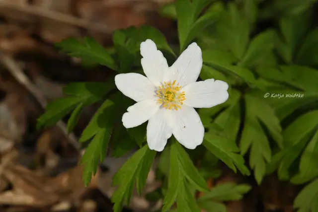 Parks und Gärten in Niedersachsen (Foto: Katja Woidtke)

Stadtpark Langenhagen wird aufgehübscht - Buschwindröschen | Foto: Katja Woidtke