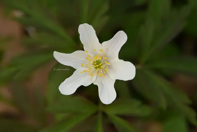 Parks und Gärten in Niedersachsen (Foto: Katja Woidtke)

Stadtpark Langenhagen wird aufgehübscht - Buschwindröschen | Foto: Katja Woidtke