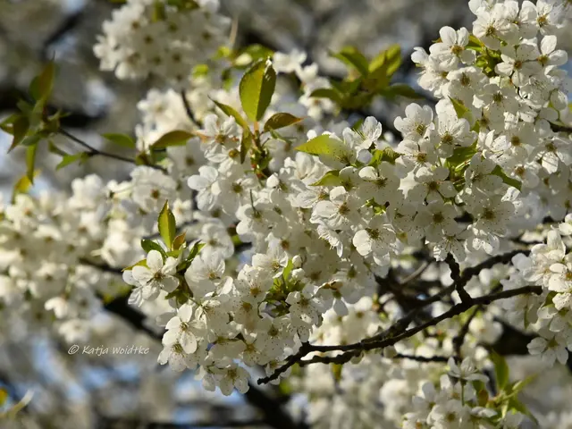 Parks und Gärten in Niedersachsen (Foto: Katja Woidtke)

Stadtpark Langenhagen wird aufgehübscht - Kirschblüte | Foto: Katja Woidtke