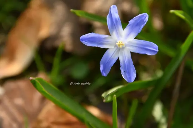 Parks und Gärten in Niedersachsen (Foto: Katja Woidtke)

Stadtpark Langenhagen wird aufgehübscht - Scillablüte | Foto: Katja Woidtke