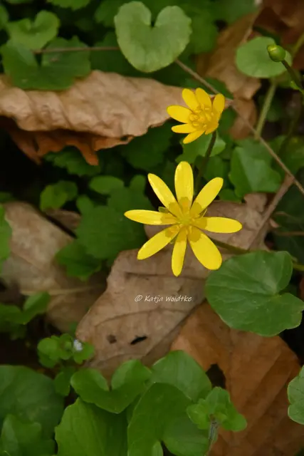Parks und Gärten in Niedersachsen (Foto: Katja Woidtke)

Stadtpark Langenhagen wird aufgehübscht - Scharbockskraut  | Foto: Katja Woidtke