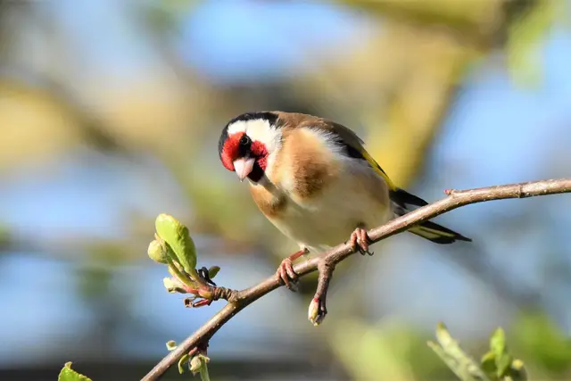 Ihm werden die Teilnehmenden mit etwas Glück begegnen: dem Stieglitz | Foto: Jürgen Scupin