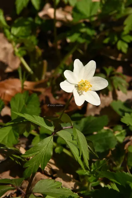 Parks und Gärten in Niedersachsen (Foto: Katja Woidtke)

Stadtpark Langenhagen wird aufgehübscht - Buschwindröschen | Foto: Katja Woidtke