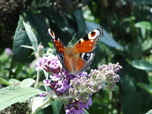 Tagpfauenauge an Schmetterlingsflieder. | Foto: Siegmund Walter, 25.08.2024, 15:28 Uhr