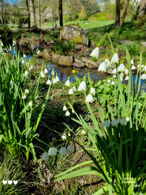 Glöckchen´
Bärlauch
Wasser und so VIELES mehr
:-)