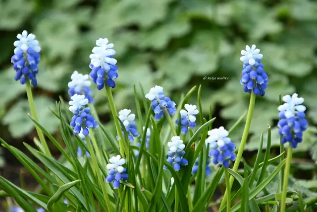Parks und Gärten in Niedersachsen (Foto: Katja Woidtke)

Stadtpark Langenhagen wird aufgehübscht - Muscari | Foto: Katja Woidtke