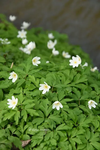 Parks und Gärten in Niedersachsen (Foto: Katja Woidtke)

Stadtpark Langenhagen wird aufgehübscht - Buschwindröschen | Foto: Katja Woidtke