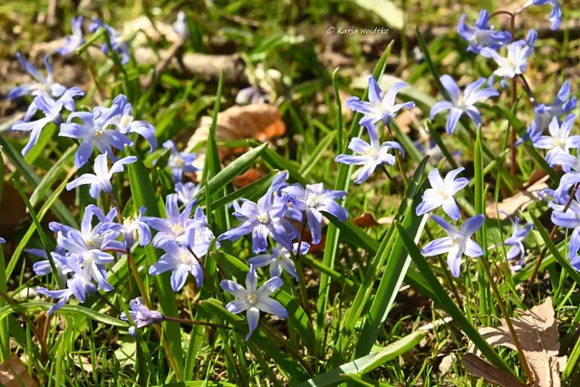 Parks und Gärten in Niedersachsen (Foto: Katja Woidtke)

Stadtpark Langenhagen wird aufgehübscht - Scillablüte | Foto: Katja Woidtke