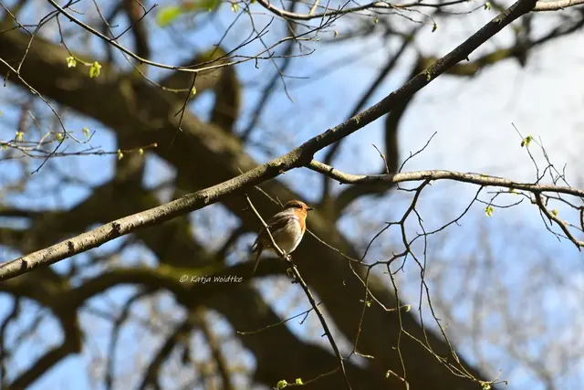 Parks und Gärten in Niedersachsen (Foto: Katja Woidtke)

Stadtpark Langenhagen wird aufgehübscht - Rotkehlchen | Foto: Katja Woidtke