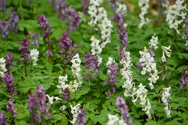 Parks und Gärten in Niedersachsen (Foto: Katja Woidtke)

Stadtpark Langenhagen wird aufgehübscht - Lerchensporn | Foto: Katja Woidtke