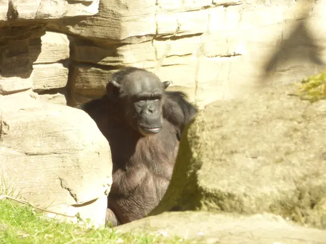 Gorilla auch