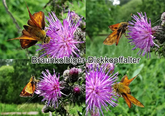 Braunkolbiger-Dickkopffalter / Ockergelbe Braun-Dickkopffalter (Thymelicus sylvestris) Nicolaus Poda von Neuhaus 1761
Ordnung:	Schmetterlinge (Lepidoptera)
Familie:	Dickkopffalter (Hesperiidae)
Unterfamilie:	Hesperiinae
Gattung:	Thymelicus
Art:	Braunkolbiger Braun-Dickkopffalter | Foto: GvMeegen
