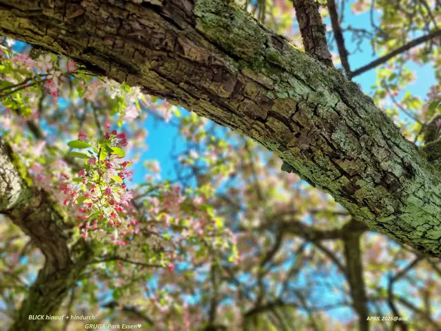 BLICK hinauf + hindurch
DIE SONNE ♥