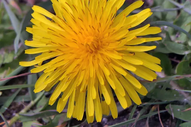 Sonnenwirbel des Löwenzahne