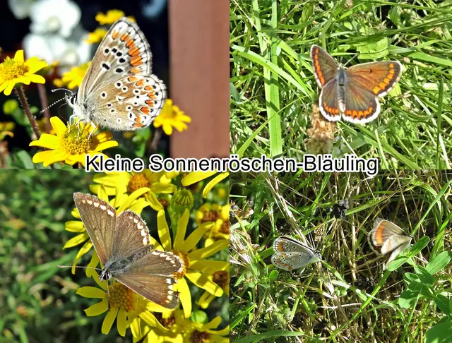 Kleine Sonnenröschen-Bläuling (Aricia agestis) Denis &amp; Schiffermüller, 1775
Ordnung:	Schmetterlinge (Lepidoptera)
Familie:	Bläulinge (Lycaenidae)
Unterfamilie:	Polyommatinae
Gattung:	Aricia
Art:	Kleiner Sonnenröschen-Bläuling | Foto: GvMeegen