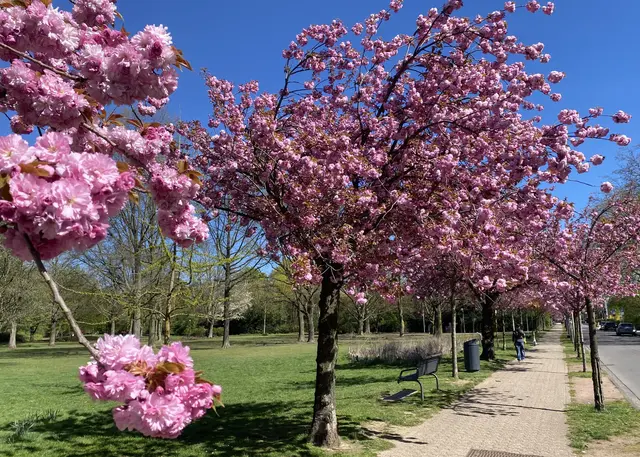 Allee in Büderich | Foto: Copyright Margot Klütsch
