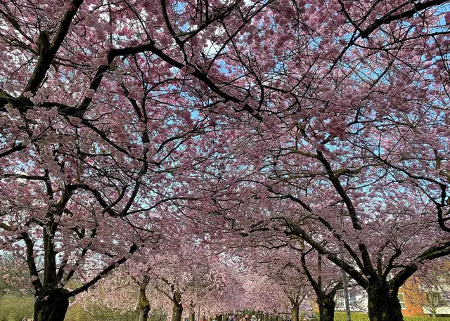 Rathauspark in Kaarst | Foto: Copyright Margot Klütsch