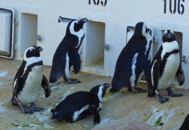 Die Pinguine nehmen es gelassen