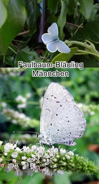 Faulbaum-Bläuling Männchen (Celastrina argiolus) 1758
Klasse:	Insekten (Insecta)
Ordnung:	Schmetterlinge (Lepidoptera)
Familie:	Bläulinge (Lycaenidae)
Unterfamilie:	Lycaeninae
Gattung:	Celastrina
Art:	Faulbaum-Bläuling | Foto: GvMeegen