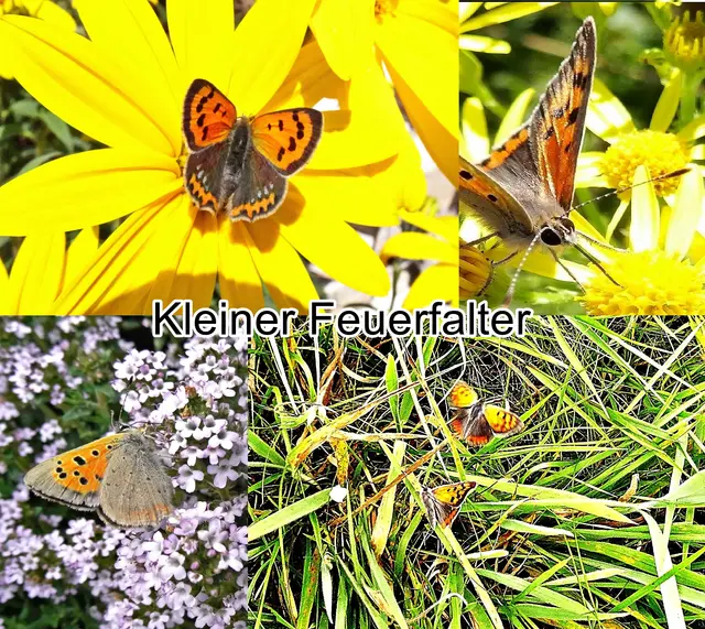 Kleiner Feuerfalter (Lycaena phlaeas) Carl von Linné 1761
Ordnung:	Schmetterlinge (Lepidoptera)
Familie:	Bläulinge (Lycaenidae)
Unterfamilie:	Lycaeninae
Gattung:	Lycaena
Art:	Kleiner Feuerfalter | Foto: GvMeegen