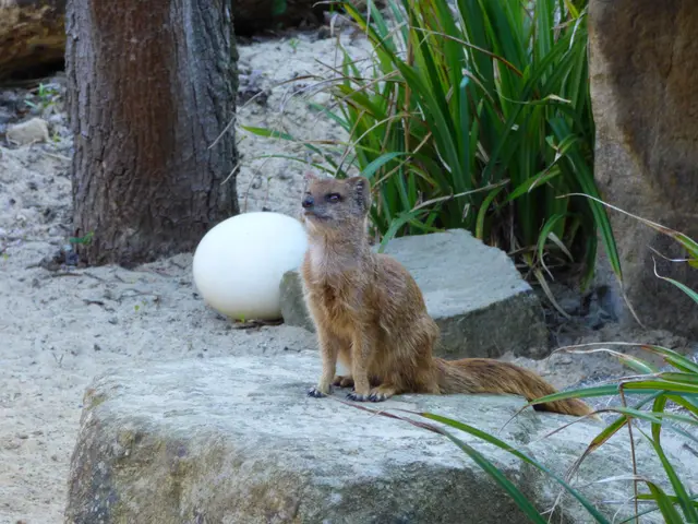 Die Fuchsmanguste zeigt sich draußen 