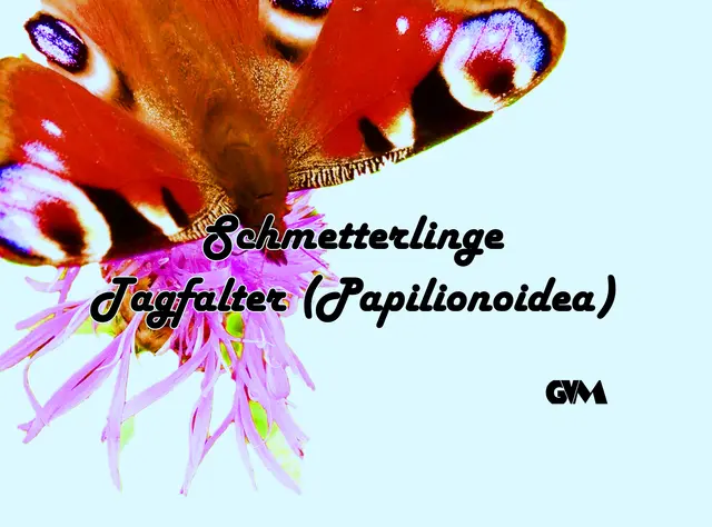 Foto: GvMeegen
