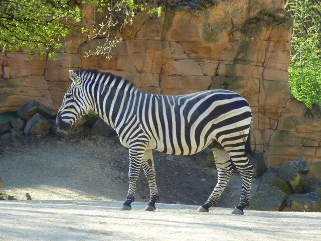 Zebra