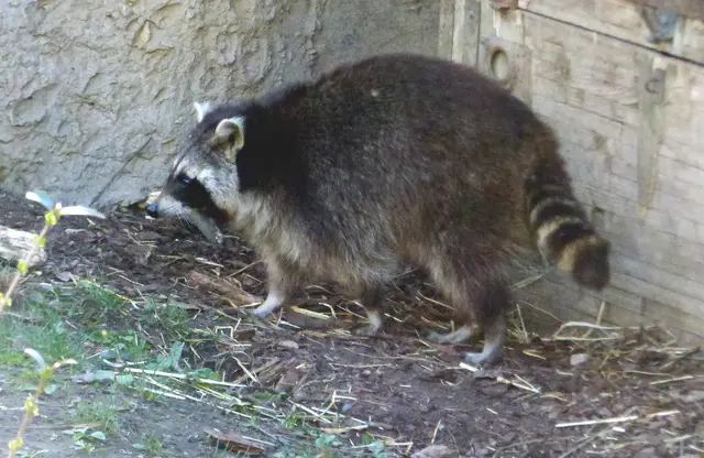 Da wartet der Waschbär