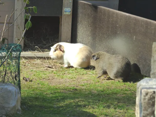 Wir Meerschweinchen warten auf euch 