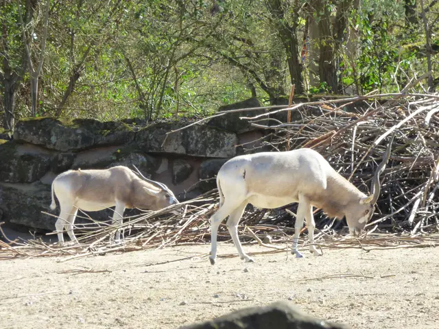 Impala