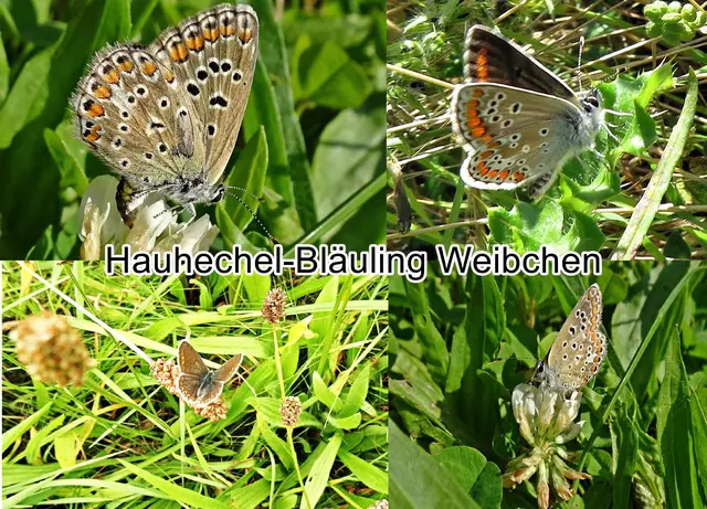 Hauhechel-Bläuling Weibchen (Polyommatus icarus) Siegmund Adrian von Rothenburg 1775
Ordnung:	Schmetterlinge (Lepidoptera)
Familie:	Bläulinge (Lycaenidae)
Unterfamilie:	Lycaenidae
Gattung:	Polyommatus
Art:	Hauhechel-Bläuling | Foto: GvMeegen