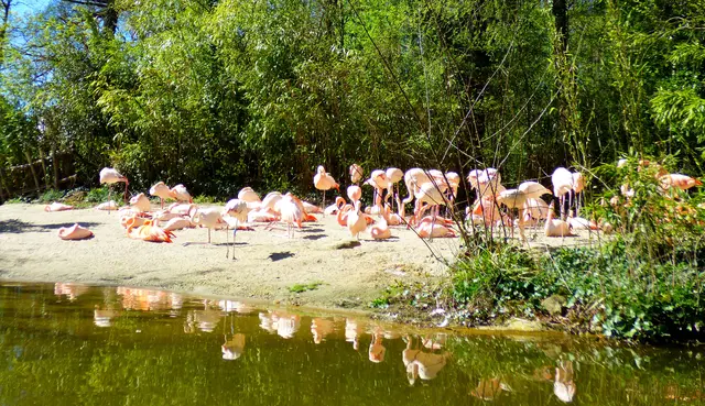 Flamingos am Sambesi