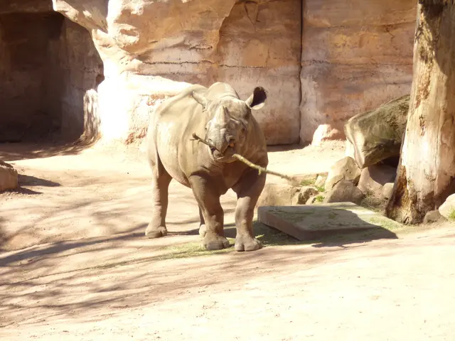 Unser Spitzmaulnashorn Weibchen