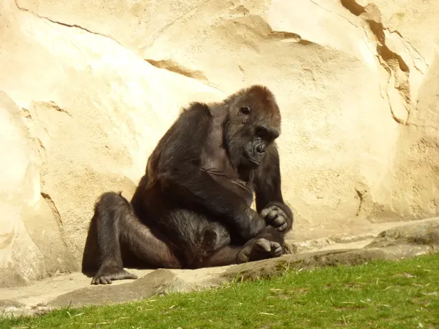 Der Gorilla hat das Tropenhaus aber auch verlassen