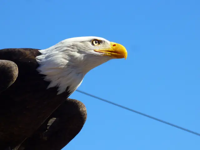 Hier Weißkopfseeadler Viktoria
