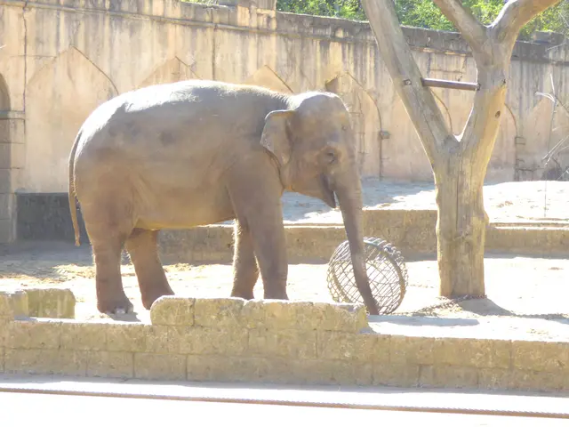 Elefant am Zoopalast