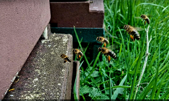 Schwer beladen kehren die Bienen 
zurück in Ihren Stock