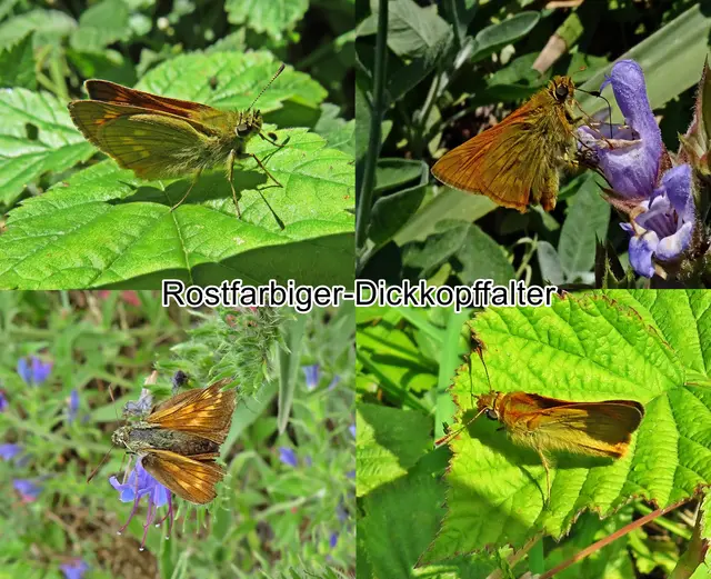 Rostfarbiger Dickkopffalter (Ochlodes venata) Eugen Johann Christoph Esper 1778
Ordnung:	Schmetterlinge (Lepidoptera)
Familie:	Dickkopffalter (Hesperiidae)
Unterfamilie:	Hesperiinae
Gattung:	Ochlodes
Art:	Rostfarbiger Dickkopffalter | Foto: GvMeegen